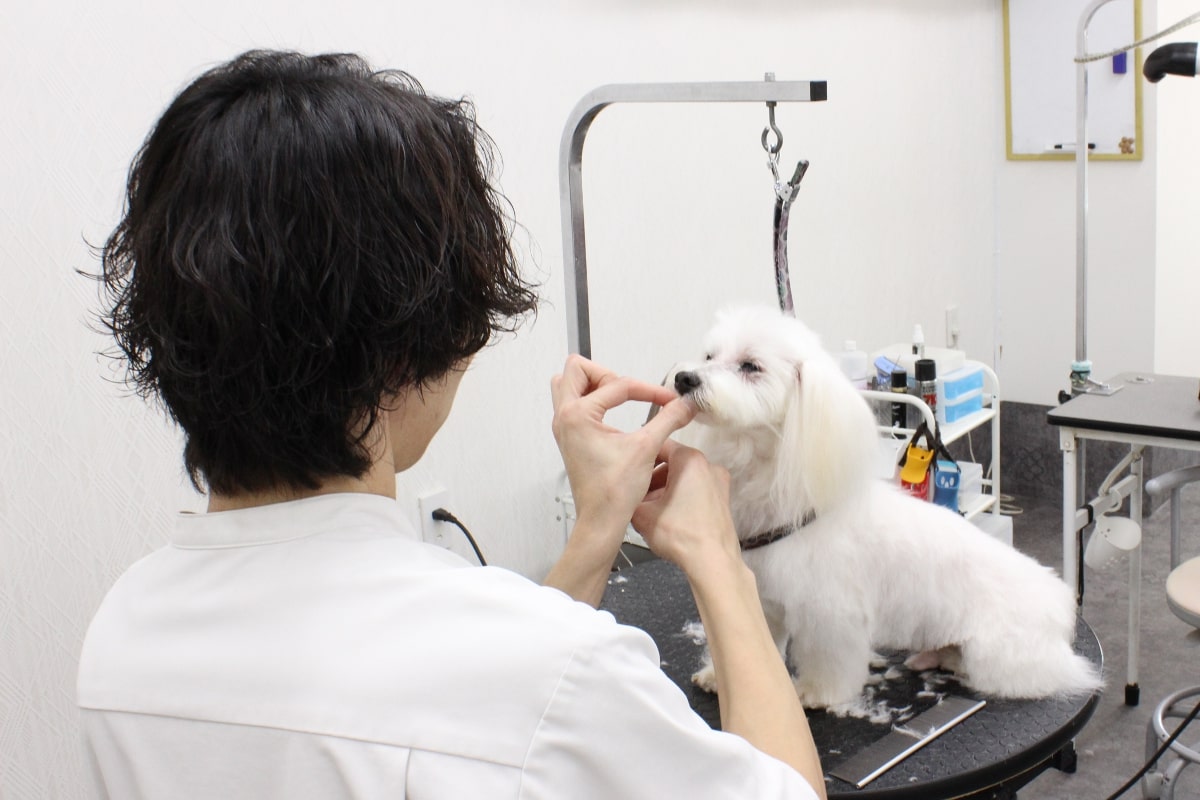 トリミング中ワンちゃんの写真